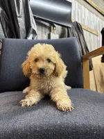 Foxie, a female Poodle - Miniature  for sale in Corunna, IN – 1 of 1