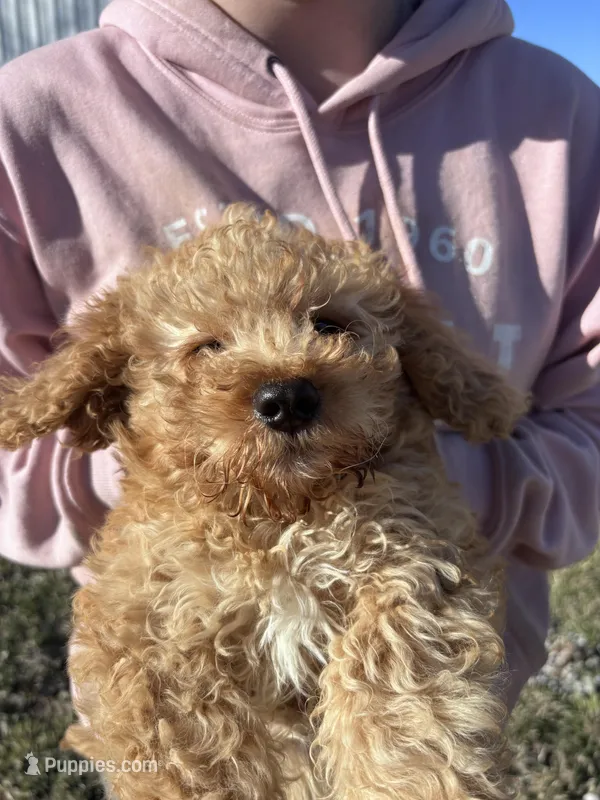Sunny – Miniature Goldendoodle puppy for sale in Corunna, IN