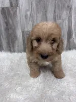 Curly, a male Miniature Goldendoodle for sale in Corunna, IN – Photo 1 of 2