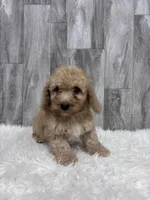 Larry, a male Miniature Goldendoodle for sale in Corunna, IN – Photo 1 of 2