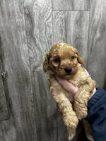 Larry, a male Miniature Goldendoodle for sale in Corunna, IN – Photo 2 of 2