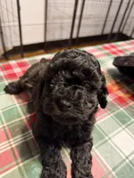 Coco , a female Yorkipoo for sale in Brooklyn, NY – Photo 2 of 2