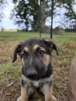 Black sable (Gray), a male German Shepherd Dog for sale in Belle Plaine, KS – 1 of 4