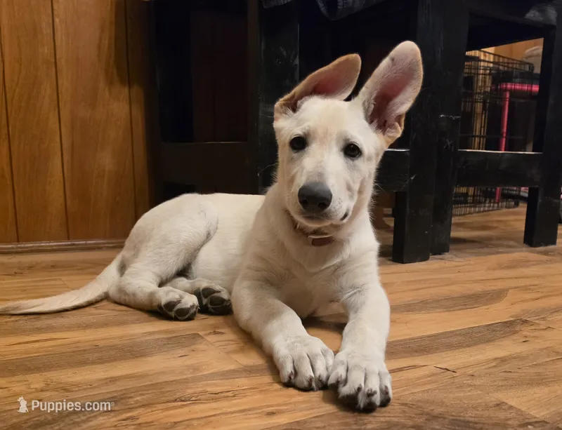 White Girl (Pink) – German Shepherd Dog puppy for sale in Belle Plaine, KS