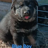 Blue collar, a male German Shepherd Dog for sale in Belle Plaine, KS – Photo 3 of 3