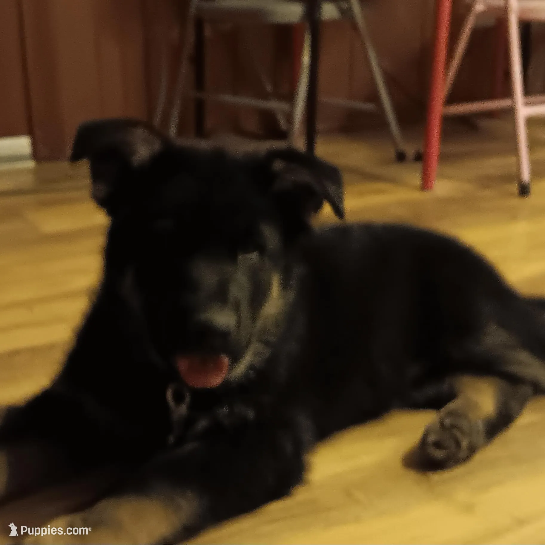 Blue collar, a male German Shepherd Dog for sale in Belle Plaine, KS – Photo 2 of 3