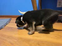 Black sable (Blue), a male German Shepherd Dog for sale in Belle Plaine, KS – 2 of 2