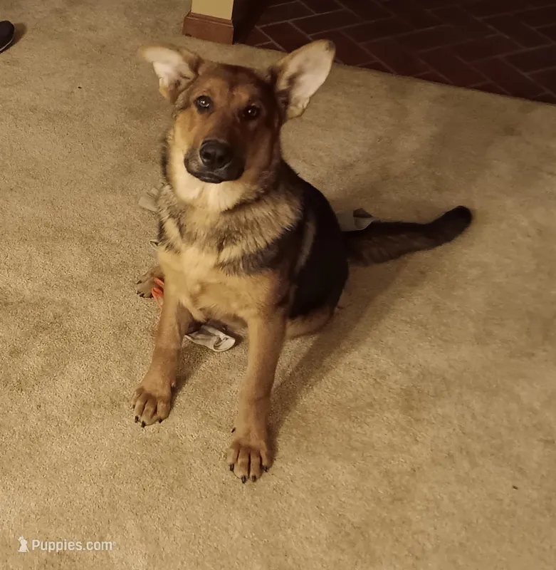 Princess – German Shepherd Dog puppy for sale in Belle Plaine, KS