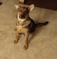 Princess, a female German Shepherd Dog for sale in Belle Plaine, KS – Photo 1 of 2