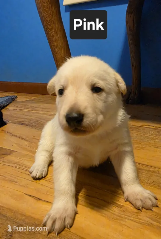 White Girl (Pink) – German Shepherd Dog puppy for sale in Belle Plaine, KS