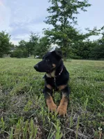 Pinky, a female German Shepherd Dog for sale in Belle Plaine, KS – 4 of 5