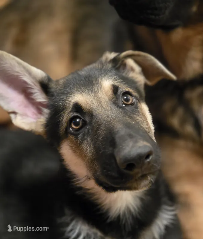 Black sable (Gray) – German Shepherd Dog puppy for sale in Belle Plaine, KS