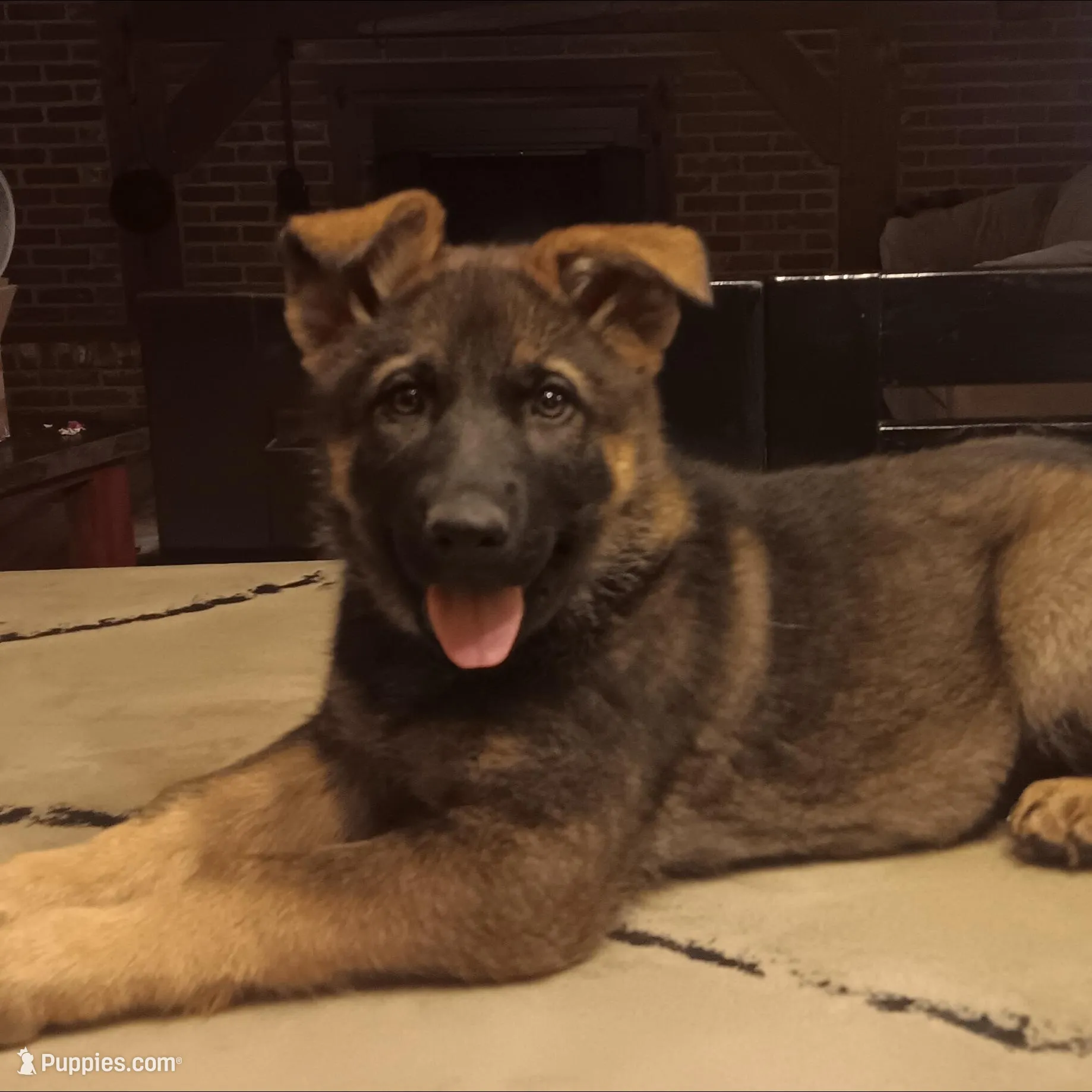 Lavendar collar – German Shepherd Dog puppy for sale in Belle Plaine, KS