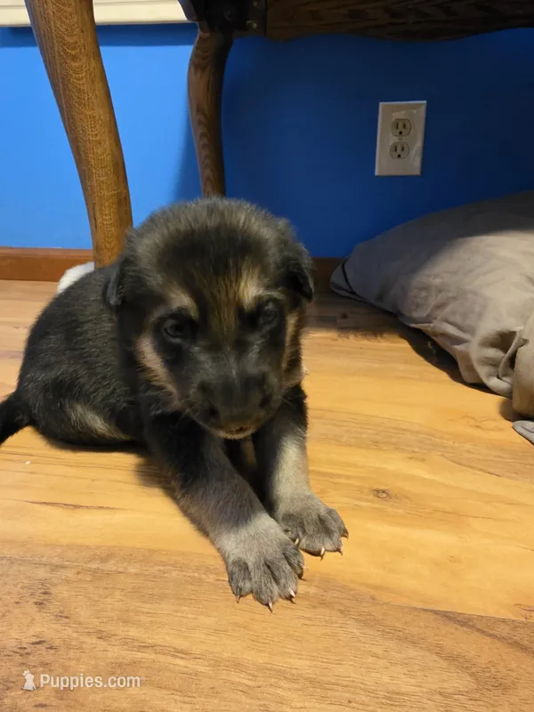 Black sable (Blue) – German Shepherd Dog puppy for sale in Belle Plaine, KS