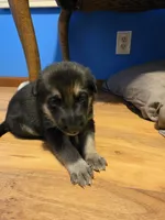 Black sable (Blue), a male German Shepherd Dog for sale in Belle Plaine, KS – 1 of 2