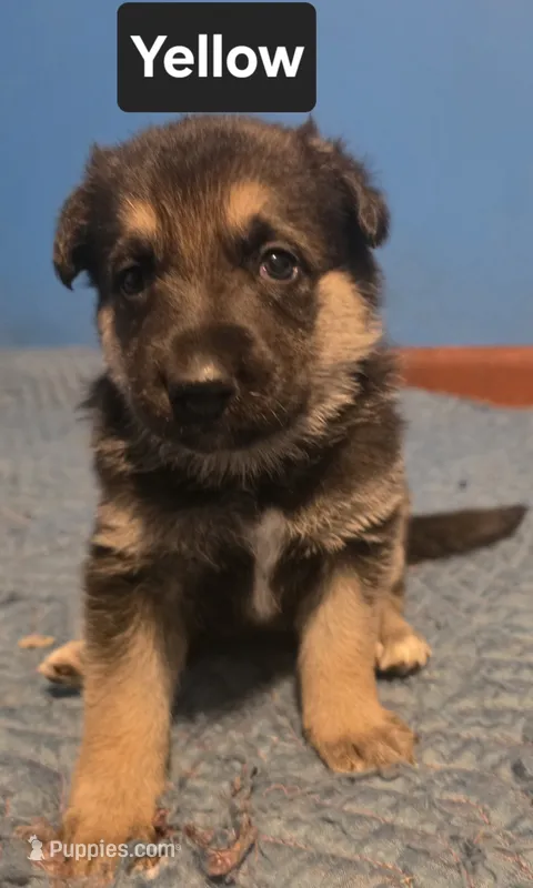 Black sable (Yellow) – German Shepherd Dog puppy for sale in Belle Plaine, KS