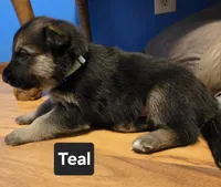 Black sable (Teal), a female German Shepherd Dog for sale in Belle Plaine, KS – 1 of 1