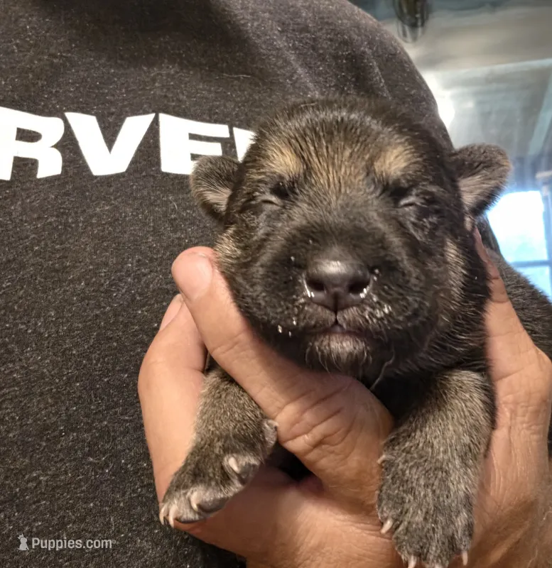 Black sable  – German Shepherd Dog puppy for sale in Belle Plaine, KS