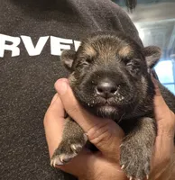 Black sable , a male German Shepherd Dog for sale in Belle Plaine, KS – 1 of 3