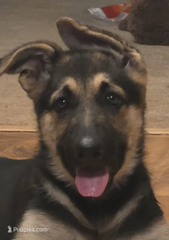 Black sable (Yellow) – German Shepherd Dog puppy for sale in Belle Plaine, KS