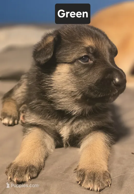 Black sable (Green) – German Shepherd Dog puppy for sale in Belle Plaine, KS