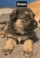 Black sable (Green), a female German Shepherd Dog for sale in Belle Plaine, KS – 1 of 1