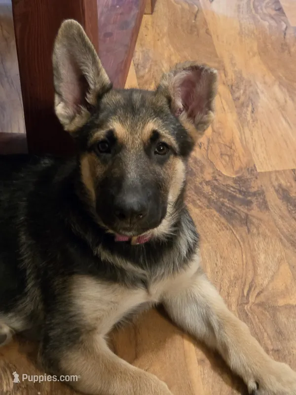 Black sable (Green) – German Shepherd Dog puppy for sale in Belle Plaine, KS