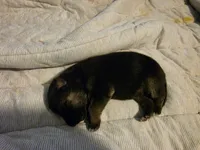 Black sable , a male German Shepherd Dog for sale in Belle Plaine, KS – 3 of 3