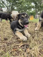 Black sable (Yellow), a female German Shepherd Dog for sale in Belle Plaine, KS – 2 of 3
