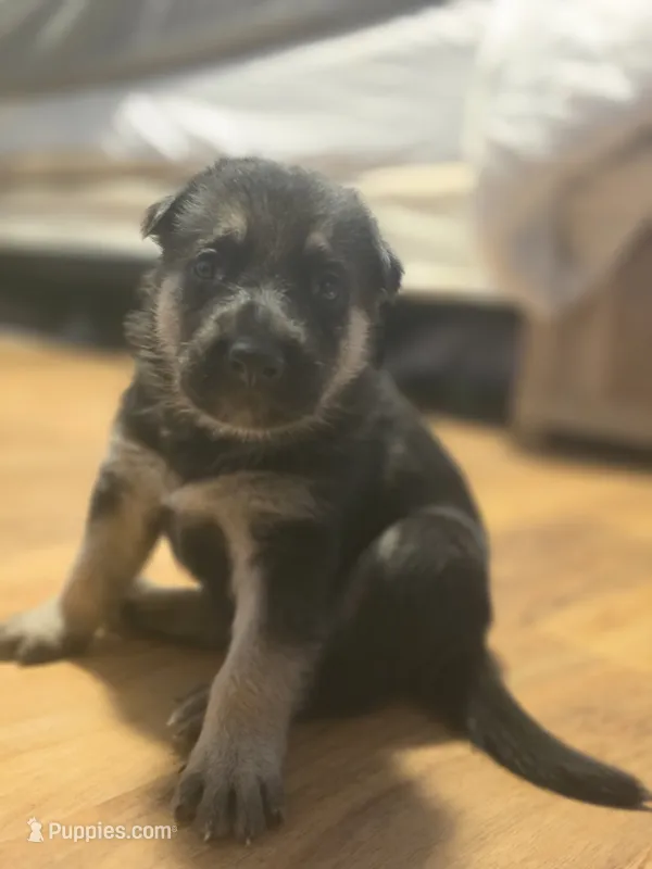 Black sable (Gray) – German Shepherd Dog puppy for sale in Belle Plaine, KS