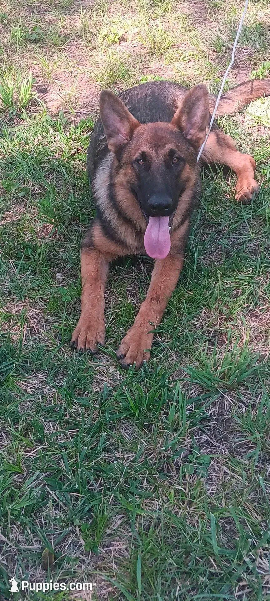Doc, a male German Shepherd Dog for sale in Belle Plaine, KS – 1 of 1