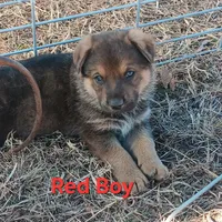 Red collar, a male German Shepherd Dog for sale in Belle Plaine, KS – Photo 2 of 2