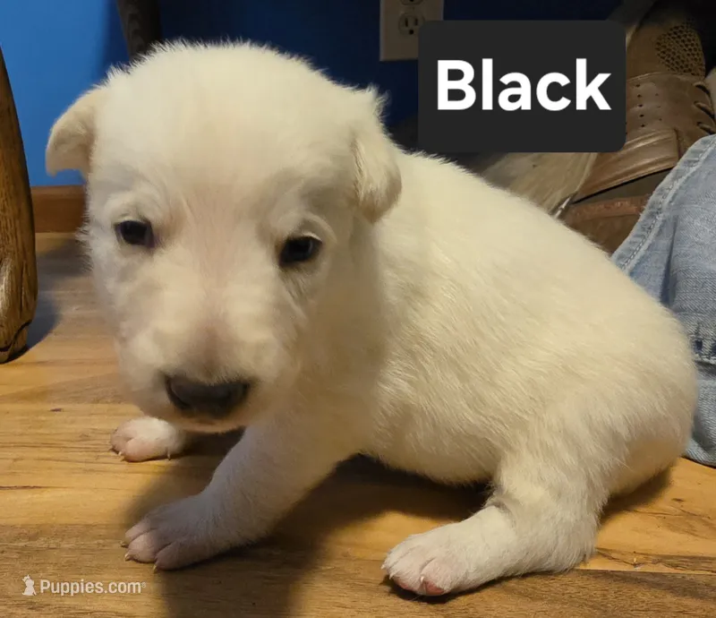 White Boy (Black) – German Shepherd Dog puppy for sale in Belle Plaine, KS