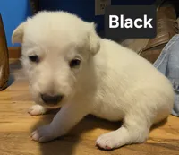 White Boy (Black), a male German Shepherd Dog for sale in Belle Plaine, KS – 1 of 2