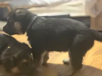 Black sable (Gray), a male German Shepherd Dog for sale in Belle Plaine, KS – 2 of 3