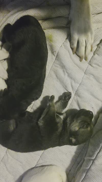 White Girl, a female German Shepherd Dog for sale in Belle Plaine, KS – 2 of 2