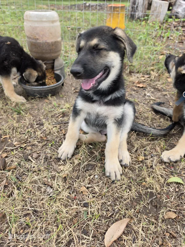 Black sable (Yellow) – German Shepherd Dog puppy for sale in Belle Plaine, KS