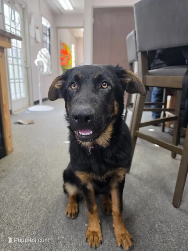 Pinky – German Shepherd Dog puppy for sale in Belle Plaine, KS