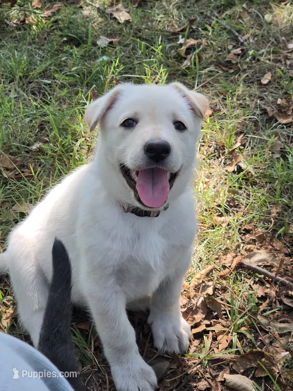 White Girl (Pink) – German Shepherd Dog puppy on hold in Belle Plaine, KS