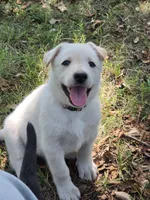White Girl (Pink), a female German Shepherd Dog for sale in Belle Plaine, KS – 1 of 2