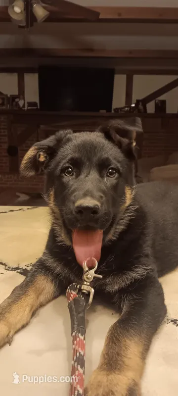 Pinky – German Shepherd Dog puppy for sale in Belle Plaine, KS