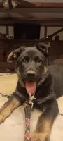 Pinky, a female German Shepherd Dog for sale in Belle Plaine, KS – 2 of 2