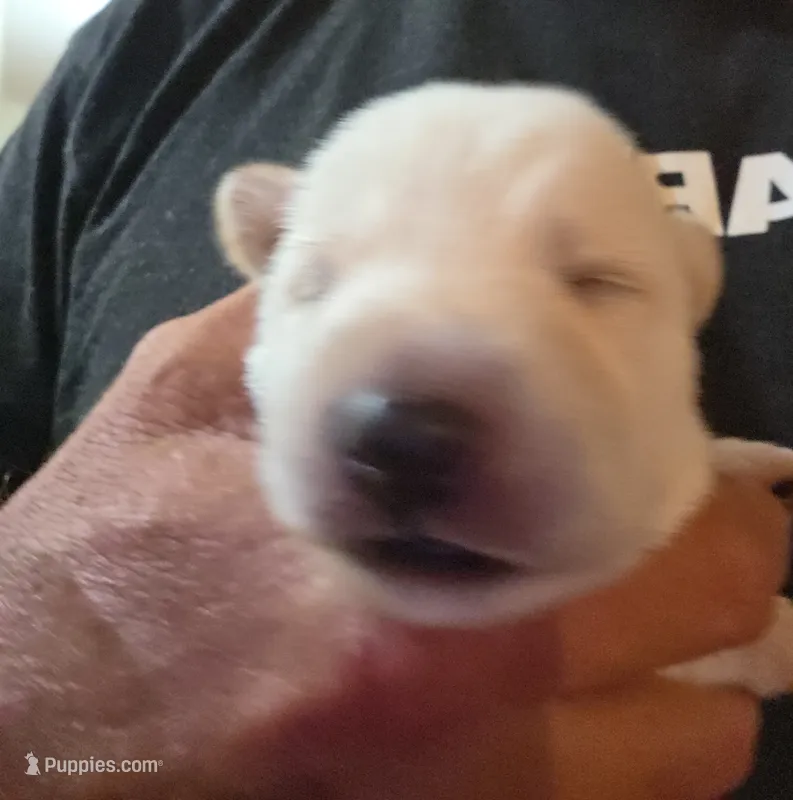 White Girl – German Shepherd Dog puppy for sale in Belle Plaine, KS