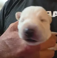 White Girl, a female German Shepherd Dog for sale in Belle Plaine, KS – 1 of 2