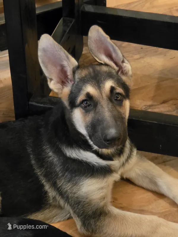 Black sable (Yellow) – German Shepherd Dog puppy for sale in Belle Plaine, KS