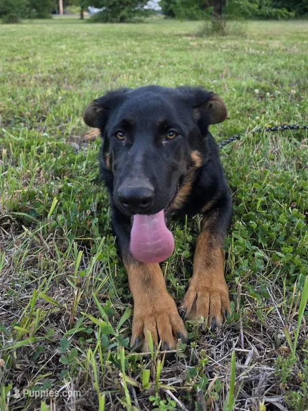 Pinky – German Shepherd Dog puppy for sale in Belle Plaine, KS