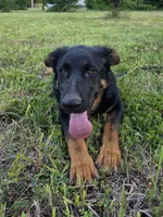 Pinky, a female German Shepherd Dog for sale in Belle Plaine, KS – 1 of 2