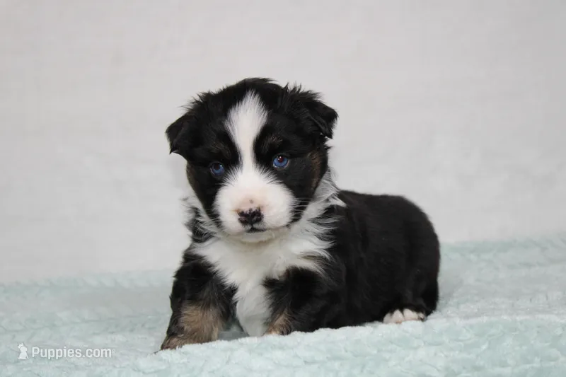 Maddox – Miniature Australian Shepherd puppy for sale in Sugarcreek, OH