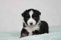 Maddox, a male Miniature Australian Shepherd for sale in Sugarcreek, OH – Photo 3 of 8