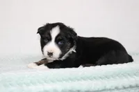 Maddox, a male Miniature Australian Shepherd for sale in Sugarcreek, OH – Photo 2 of 8